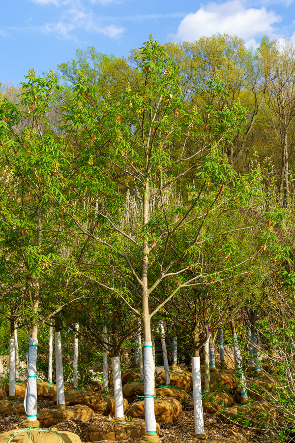 Autumn Splendor Horse Chestnut - Other Flowering Trees - Flowering Trees