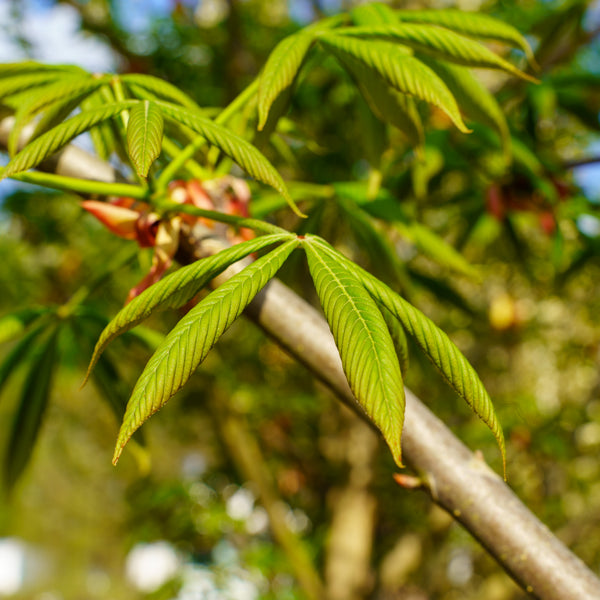 Autumn Splendor Horse Chestnut - Other Flowering Trees - Flowering Trees