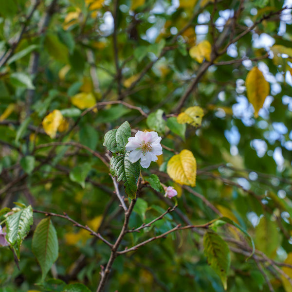 Autumnalis Higan Cherry