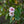 Load image into Gallery viewer, Autumnalis Higan Cherry
