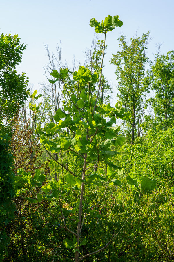 Bigleaf Magnolia - Magnolia - Flowering Trees