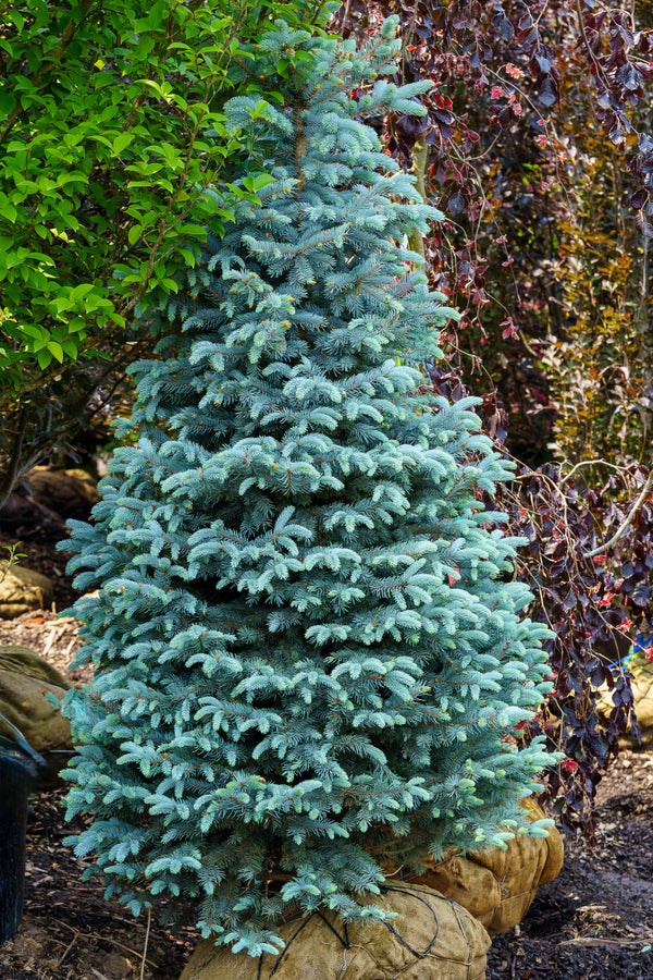 Bizon Blue Colorado Blue Spruce - Spruce - Conifers