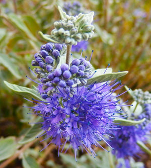 Bluebeard Flower