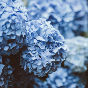 Blue hydrangea close up