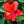 Load image into Gallery viewer, Braided Hibiscus - Other Houseplants - Houseplants
