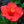 Load image into Gallery viewer, Braided Hibiscus - Other Houseplants - Houseplants
