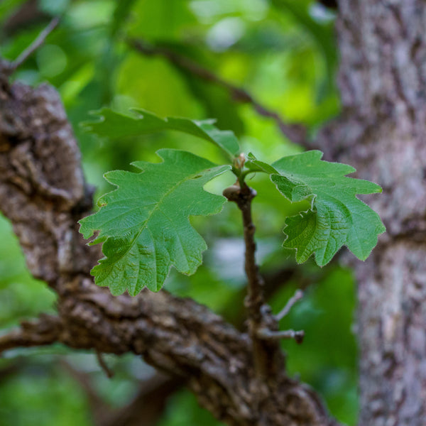 Burr Oak - Oak - Shade Trees