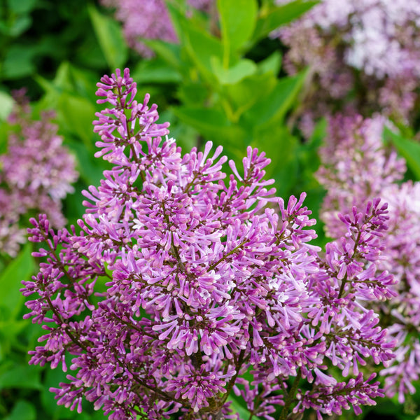 Baby Kim Lilac - Lilac - Shrubs