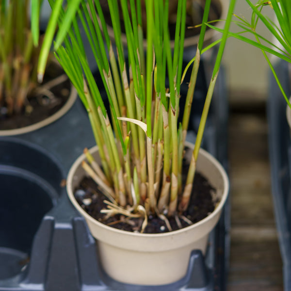 Baby Moses Dwarf Papyrus Grass