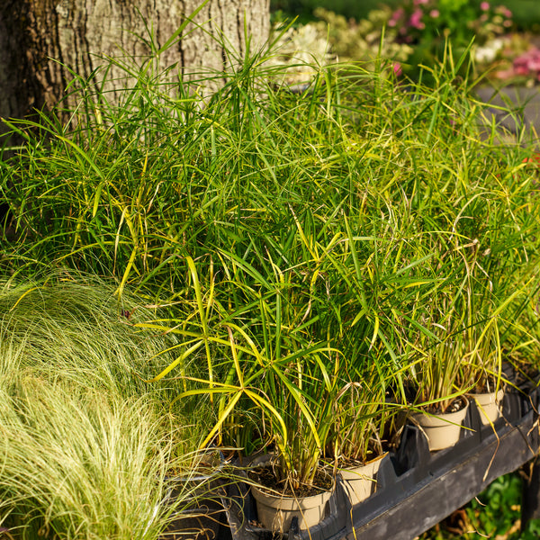 Baby Moses Dwarf Papyrus Grass