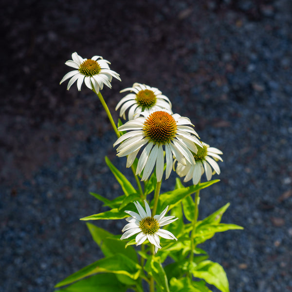 Baby White Swan Coneflower