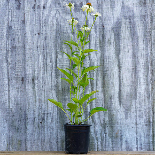 Baby White Swan Coneflower