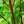 Load image into Gallery viewer, Bailey&#39;s Red-Twig Dogwood - Other Shrubs - Shrubs
