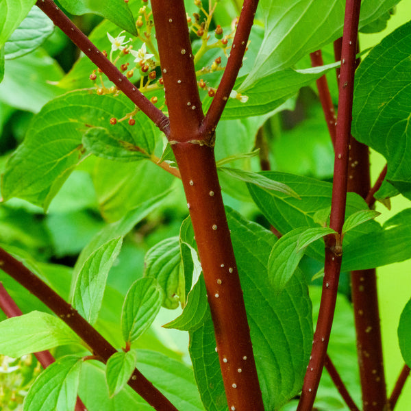 Bailey's Red-Twig Dogwood - Other Shrubs - Shrubs