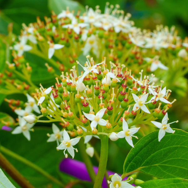 Bailey's Red-Twig Dogwood - Other Shrubs - Shrubs