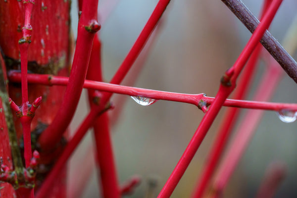 Bailey's Red-Twig Dogwood - Other Shrubs - Shrubs