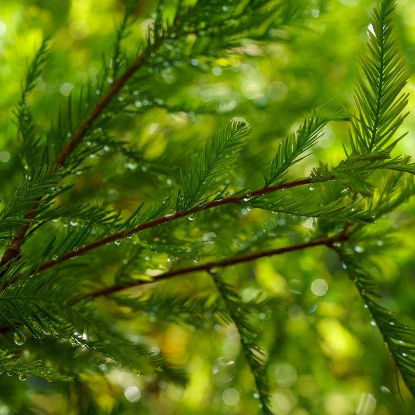 Bald Cypress