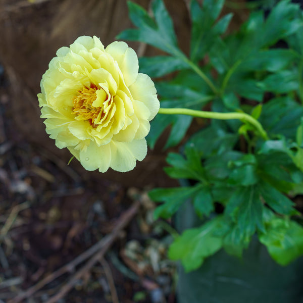 Bartzella Itoh Peony