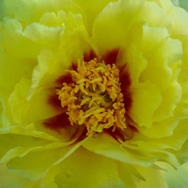 Bartzella Itoh Peony