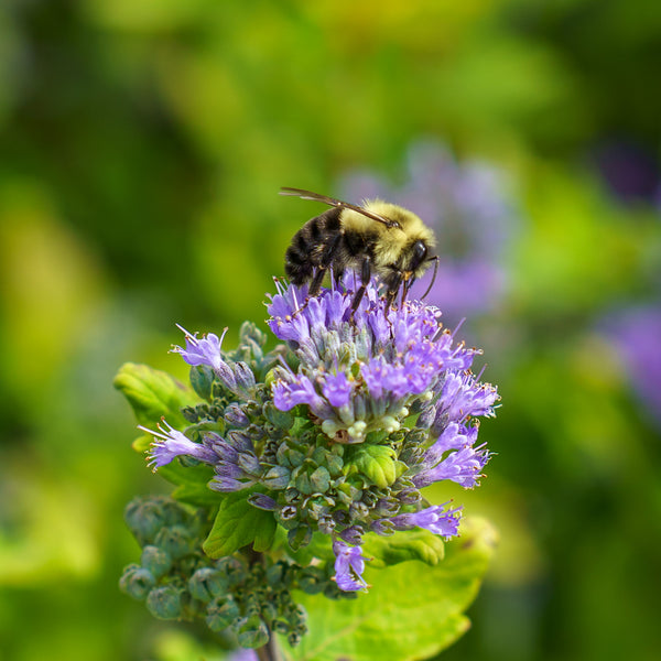 Beekeeper Bluebeard