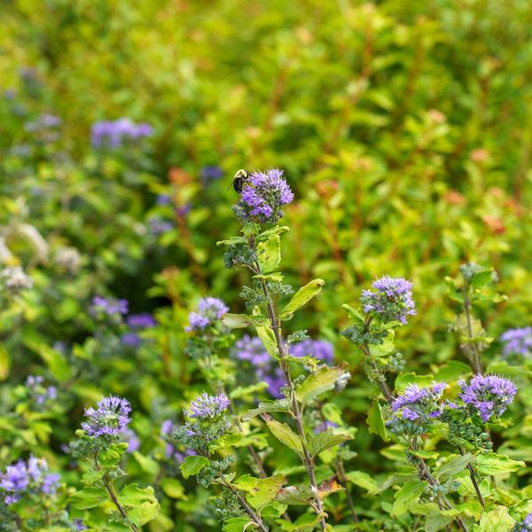 Beekeeper Bluebeard