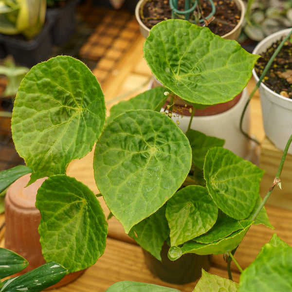 Begonia Natunaensis