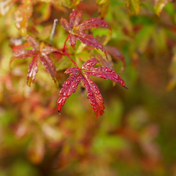 Beni Komachi Japanese Maple