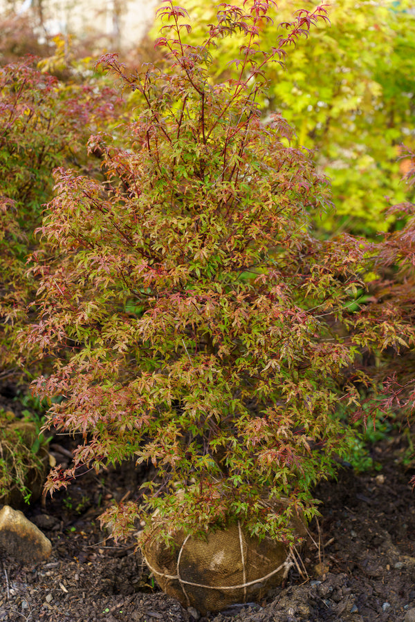 Beni Komachi Japanese Maple