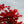 Load image into Gallery viewer, Beni Otake Japanese Maple - Japanese Maple - Japanese Maples
