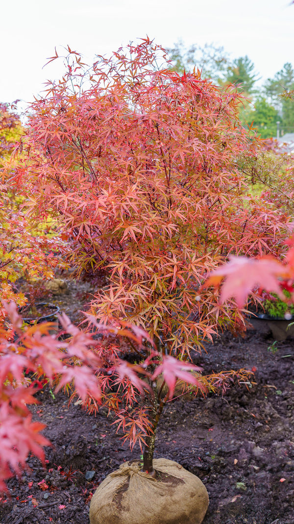 Beni Otake Japanese Maple