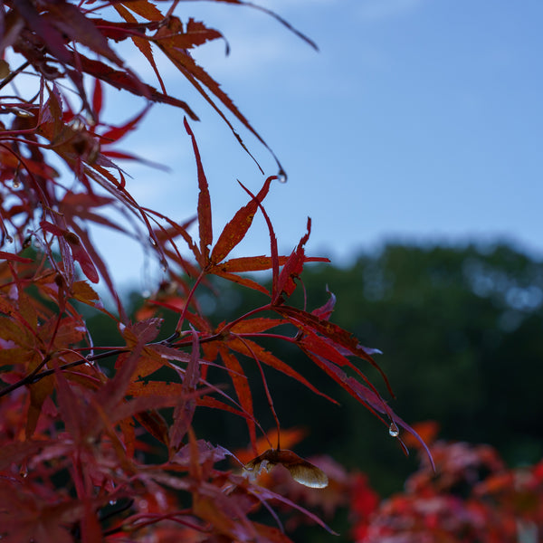 Beni Otake Japanese Maple