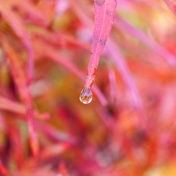 Beni Otake Japanese Maple