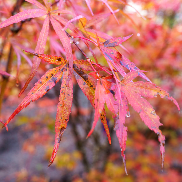 Beni Otake Japanese Maple