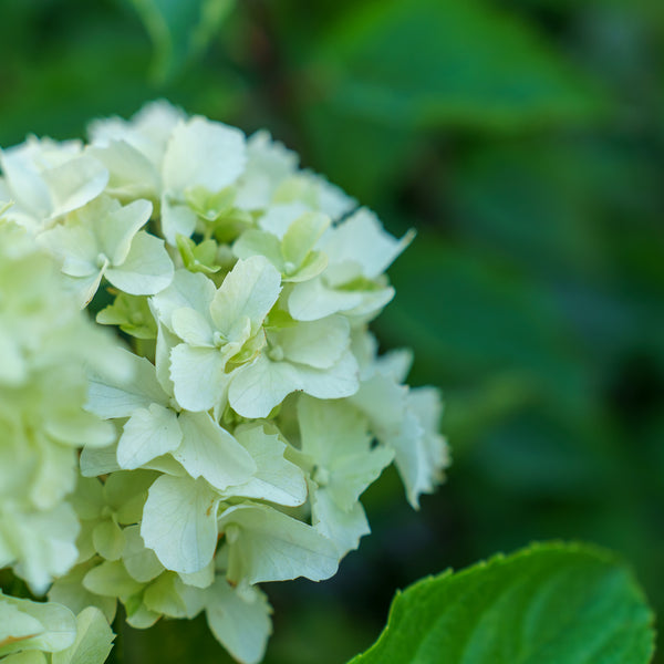 Berry White Hydrangea