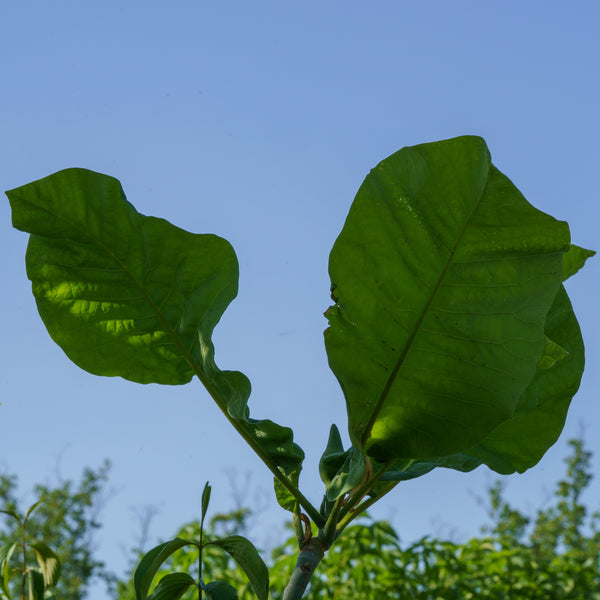 Bigleaf Magnolia - Magnolia - Flowering Trees