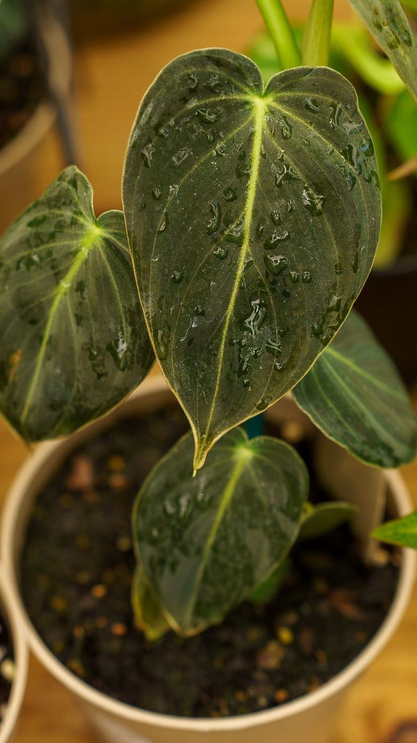 Black-Gold Philodendron