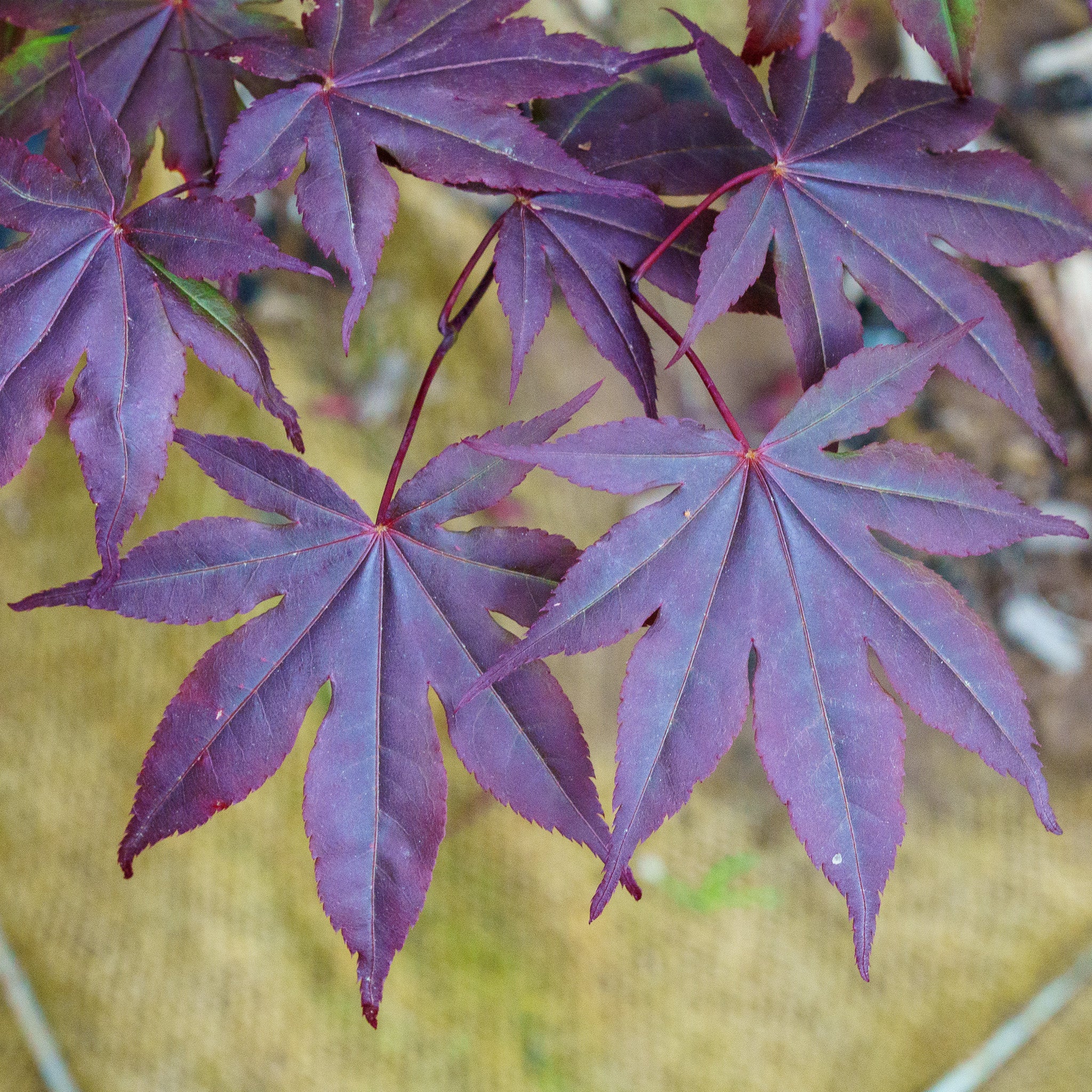 Bloodgood Japanese Maple   Plant Detectives