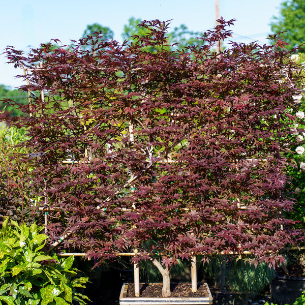 Bloodgood Japanese Maple