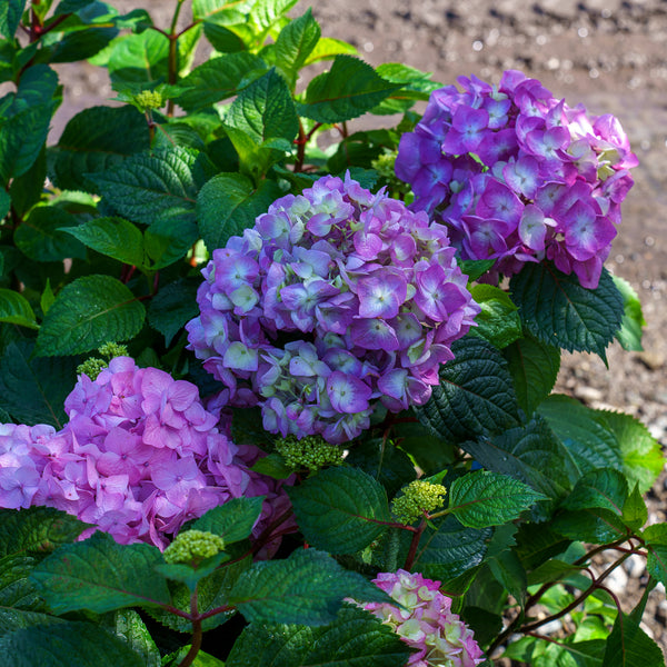 BloomStruck Hydrangea