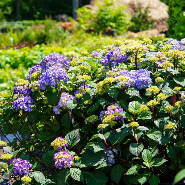 BloomStruck Hydrangea