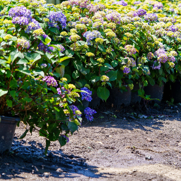 BloomStruck Hydrangea