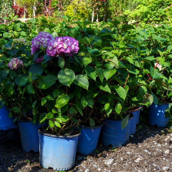 BloomStruck Hydrangea