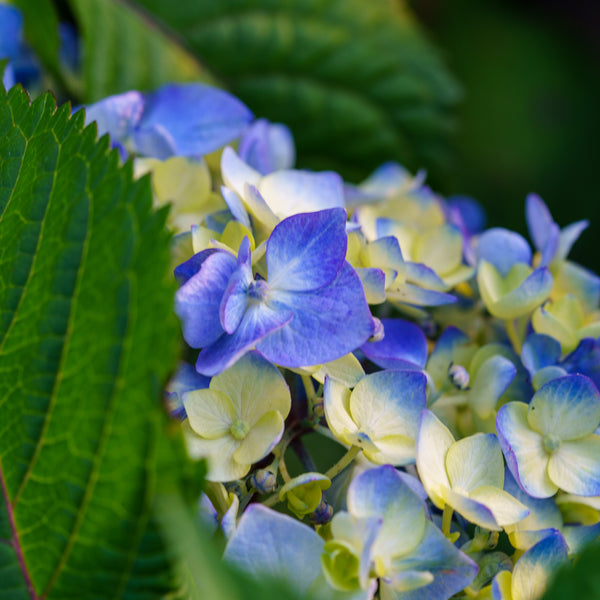 BloomStruck Hydrangea