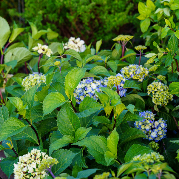 BloomStruck Hydrangea