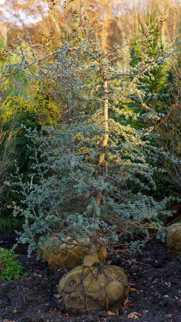 Blue Cascade Atlas Cedar