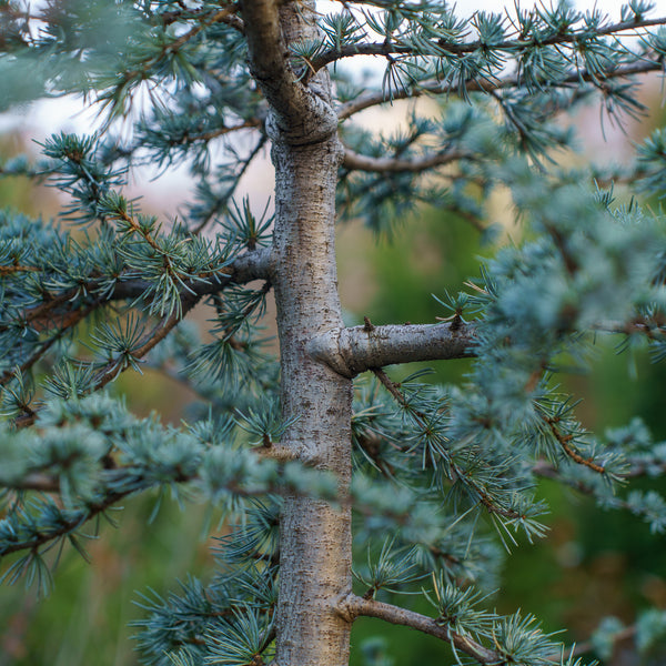 Blue Cascade Atlas Cedar