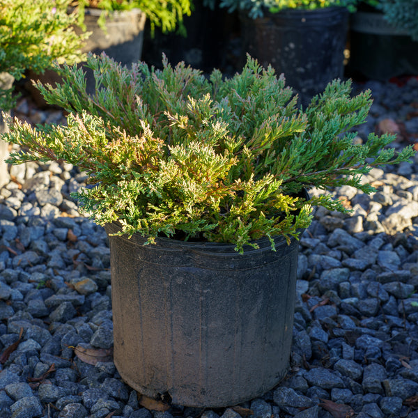 Blue Chip Juniper