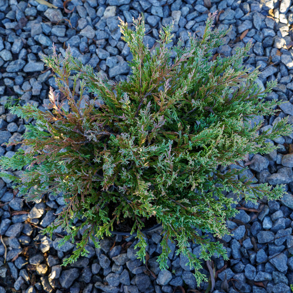 Blue Chip Juniper