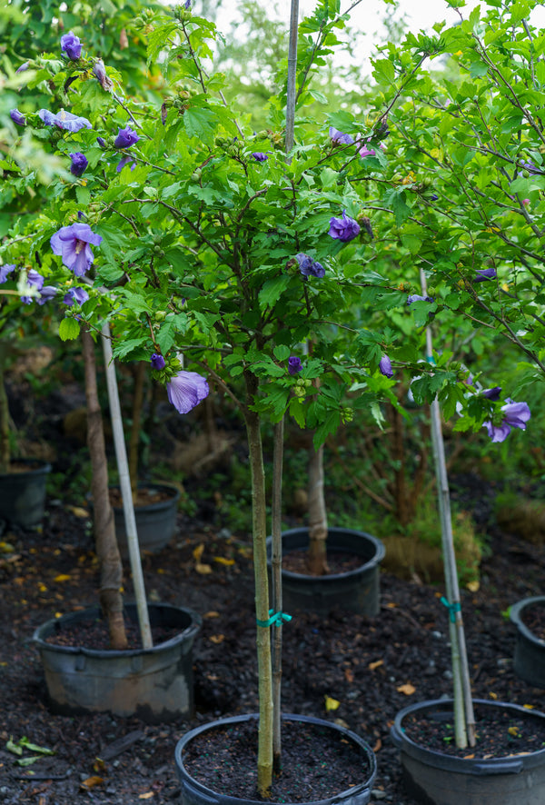 Blue Satin Rose of Sharon