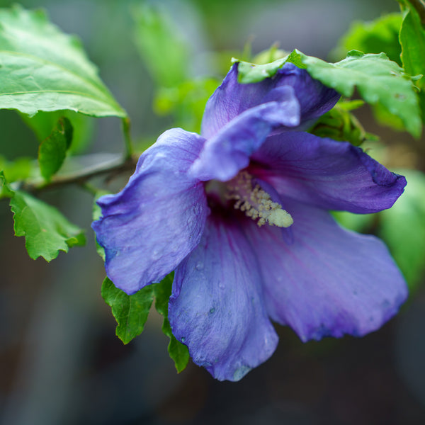 Blue Satin Rose of Sharon